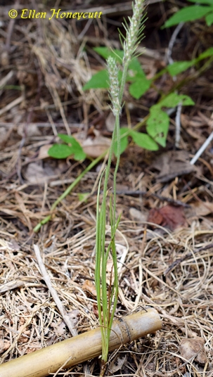{Plantago aristata}